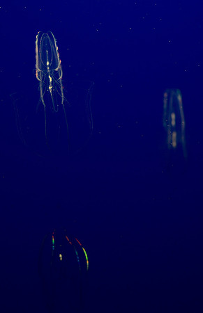 Lobed comb jelly