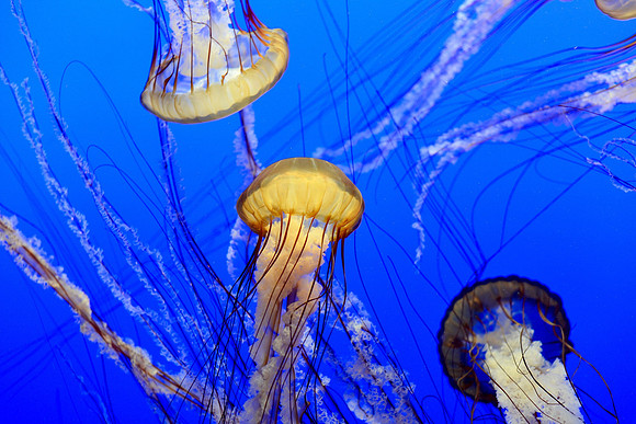 Sea nettles