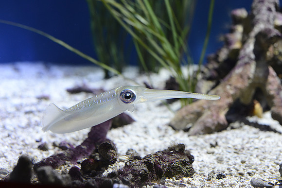 Bigfin reed squid posse