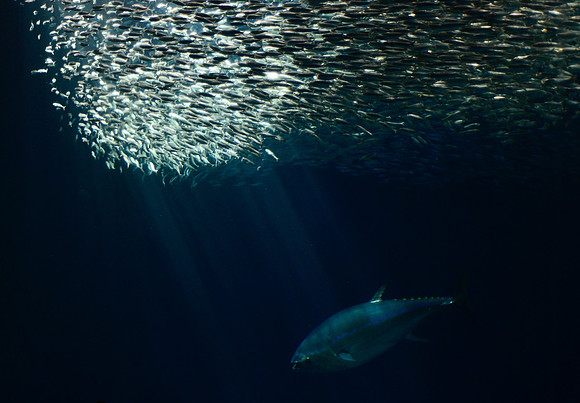 Yellowfin tune with sardines