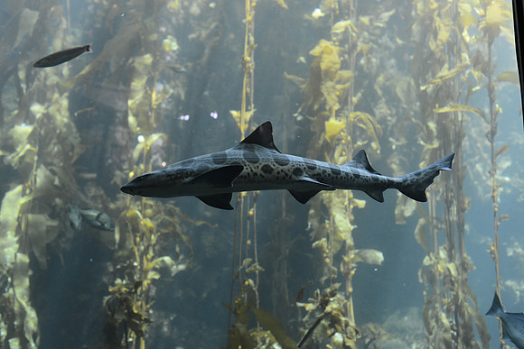 Leopard shark