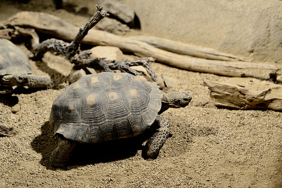 Desert tortoise