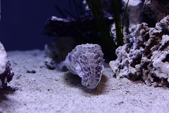 Broadclub cuttlefish