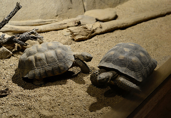 Desert tortoise