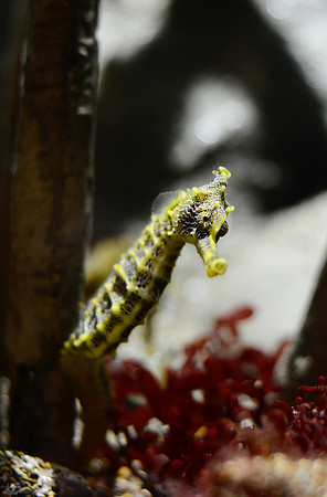 Pacific seahorse
