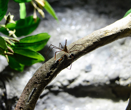 Crab