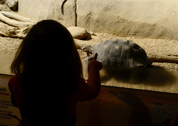 Desert tortoise
