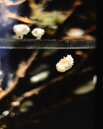 Baby cuttlefish!!