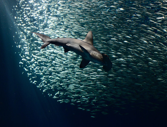 Hammerhead shark with sardines