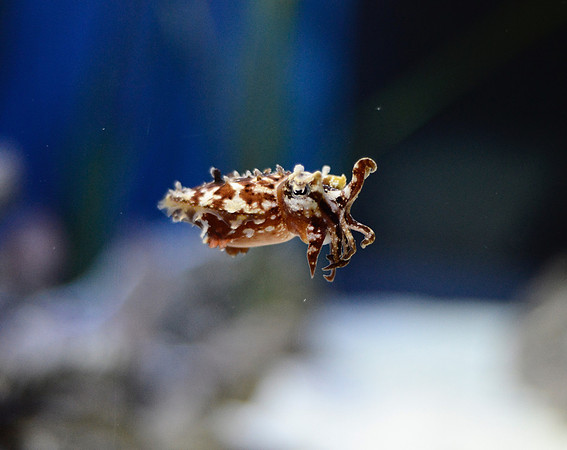 Stumpy cuttlefish