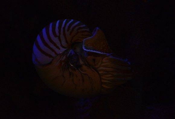 Nautilus