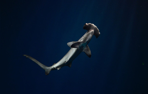 Hammerhead shark