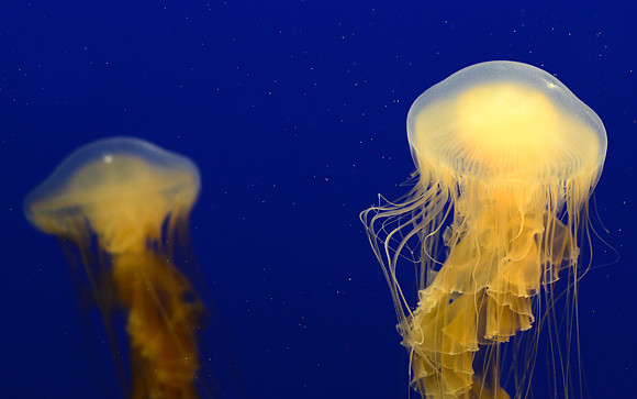 Egg-yolk jelly