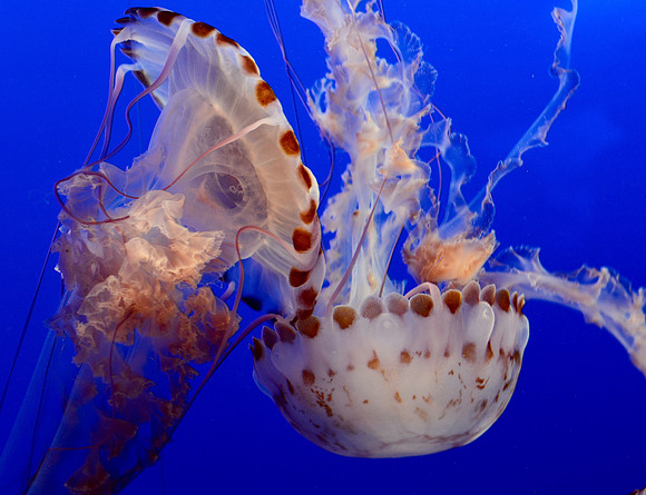 Purple-striped jelly