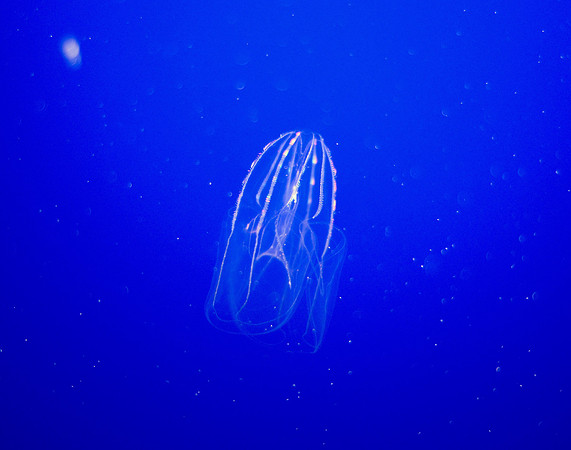 Lobed comb jelly