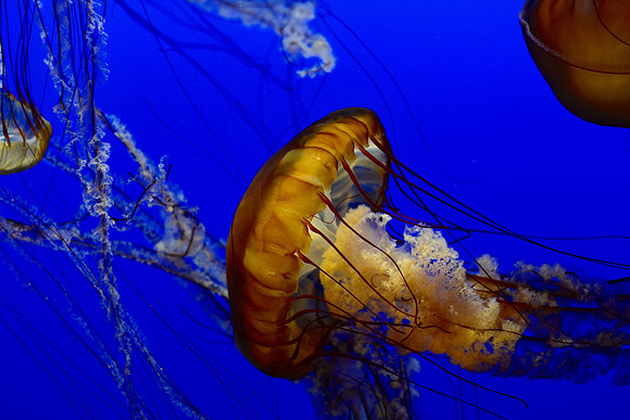 Sea nettle