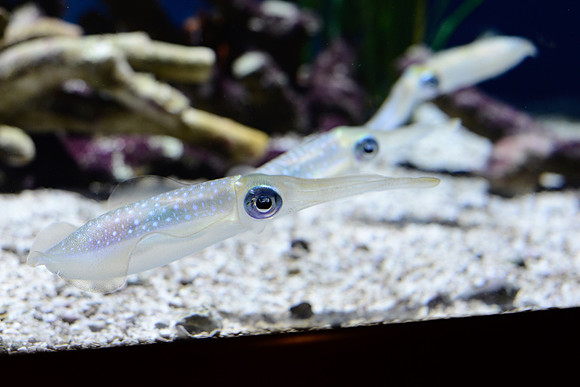 Bigfin reed squid