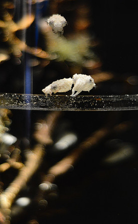 Baby cuttlefish