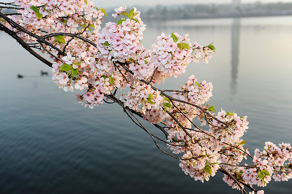 Cherry blossoms at the Tidal Basin on March 23, 2012.